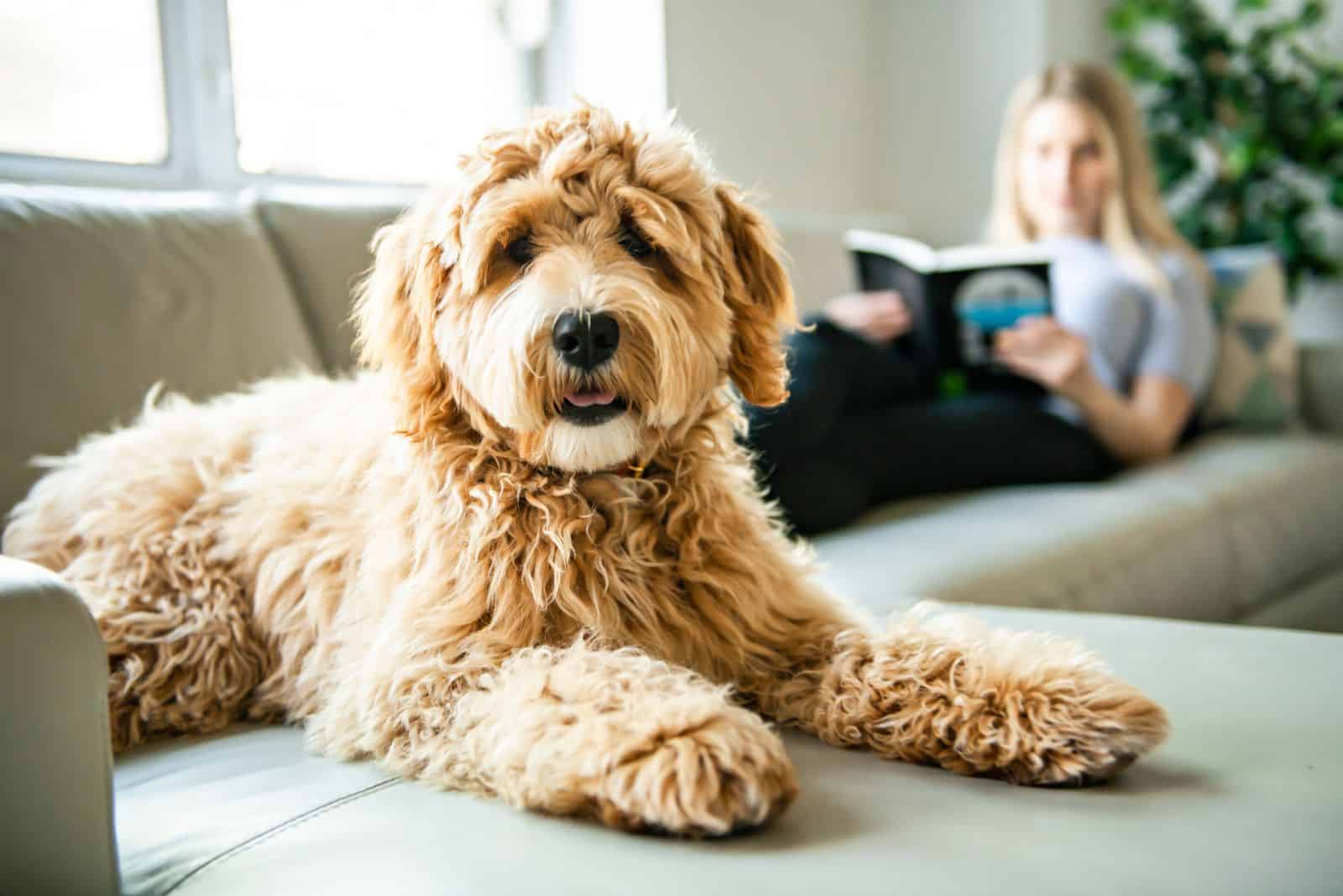 Goldendoodle está acostado en el sofá