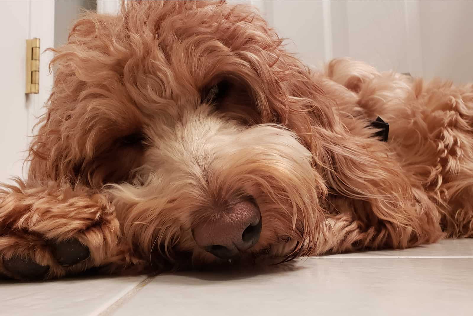 Goldendoodle descansando en el sofá