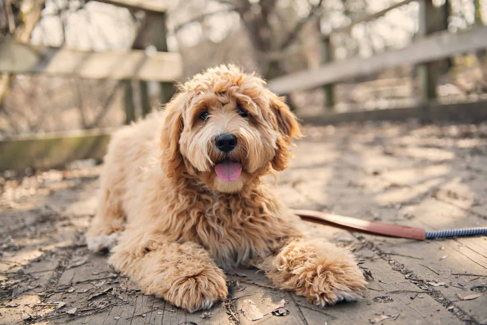 Goldendoodle está tumbado sobre una base de madera