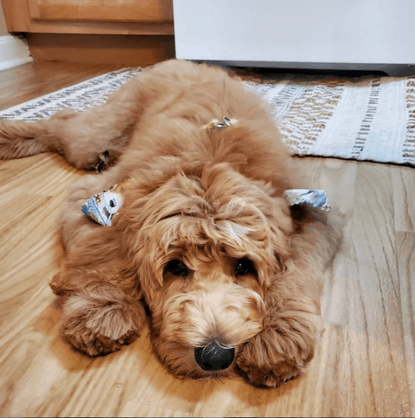 Goldendoodle acostado en el suelo