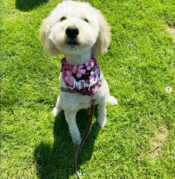 Goldendoodle al aire libre