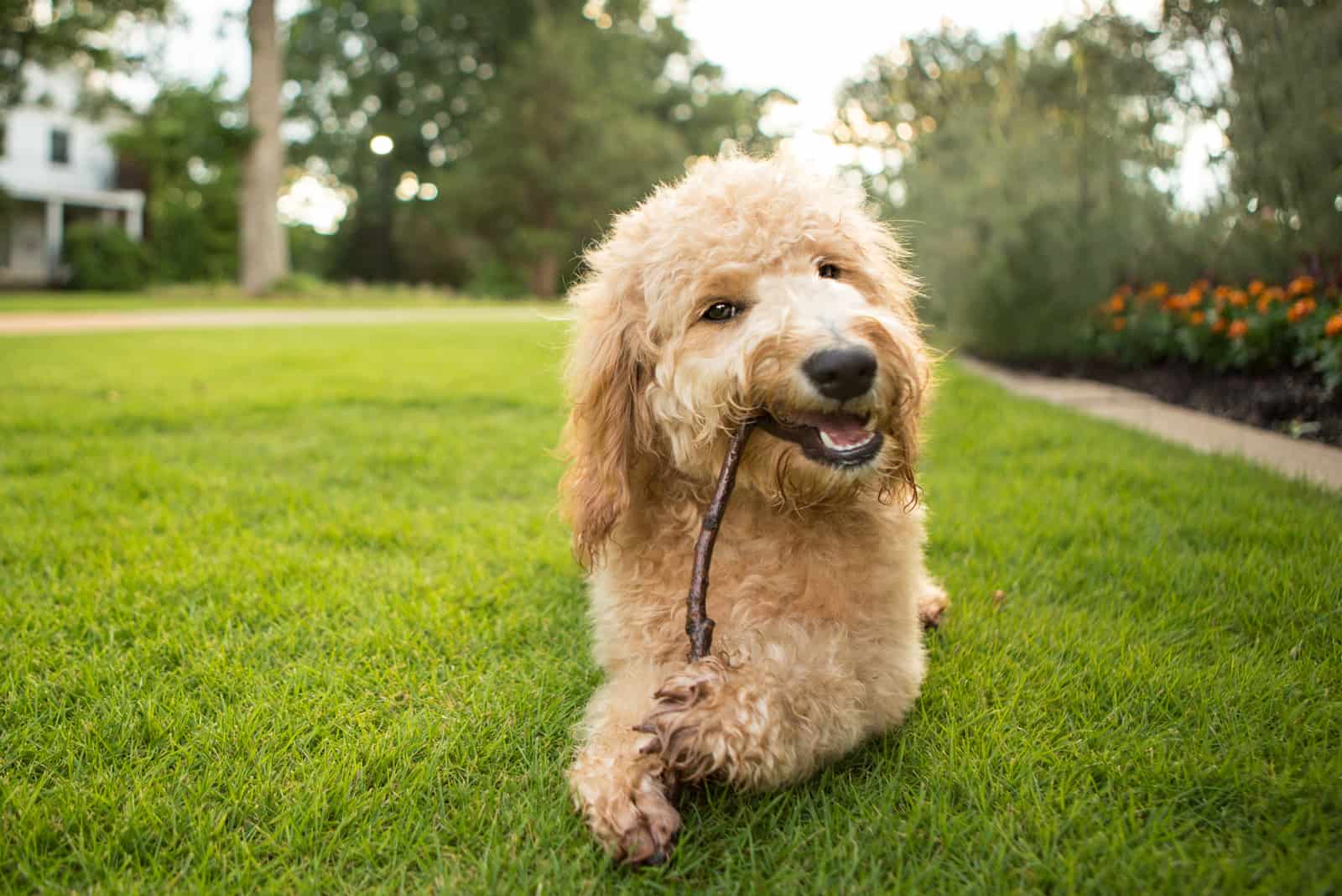 Cachorro Goldendoodle mordisqueando un palo en el parque