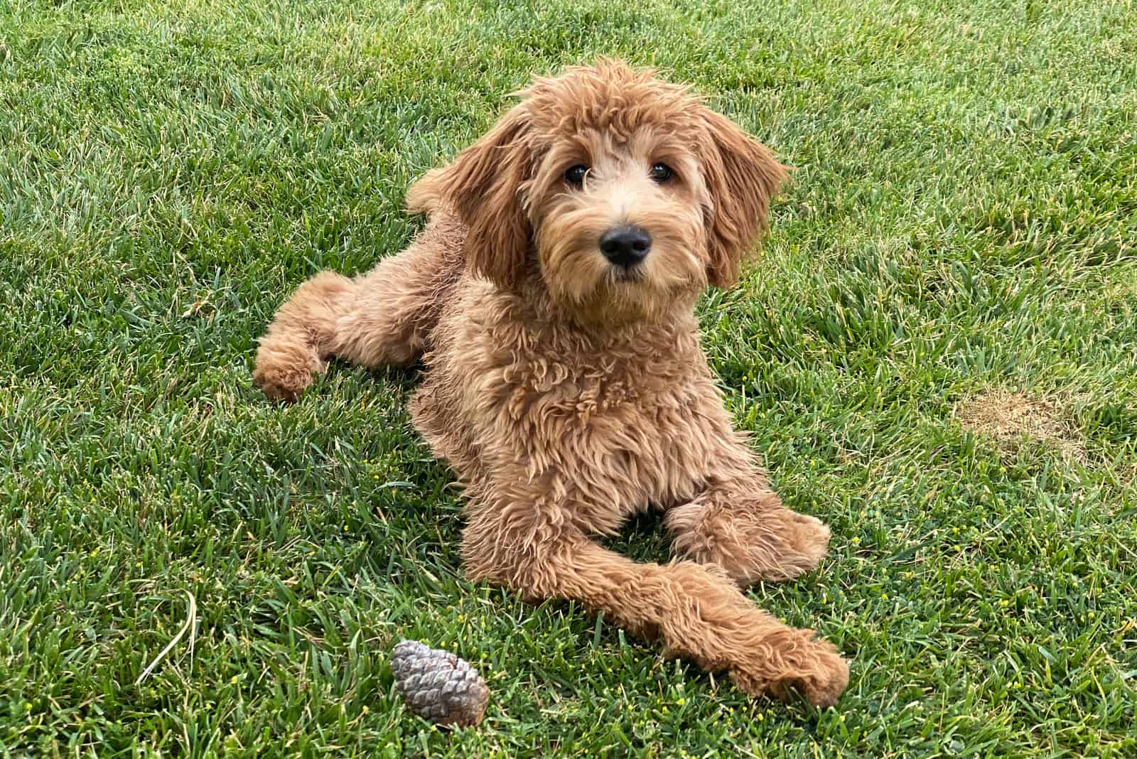 Cachorro de Goldendoodle tumbado en el césped verde