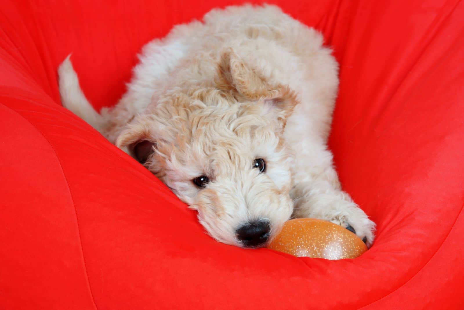 Cachorro Goldendoodle jugando con una pelota