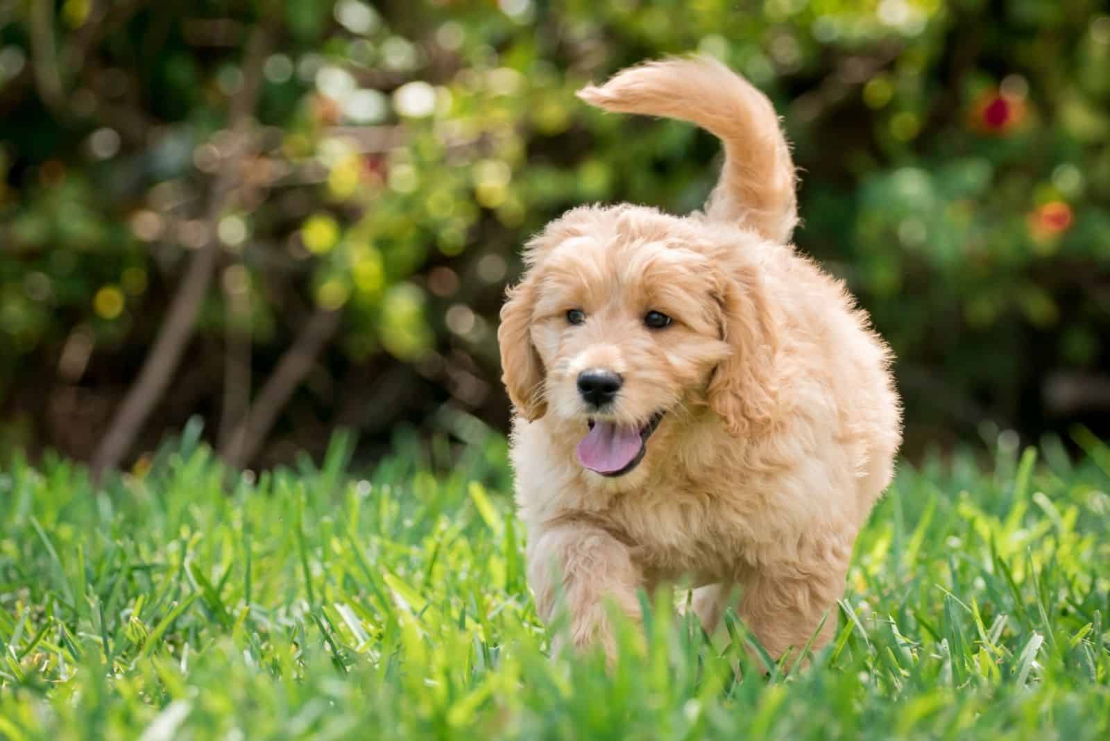 Cachorro de Goldendoodle corre por el campo