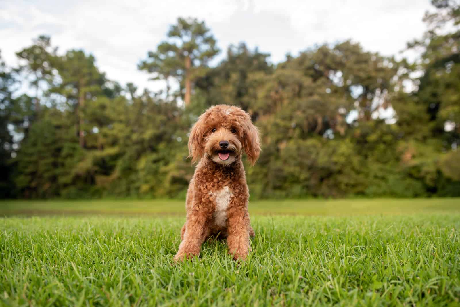 Goldendoodle sentado en el parque