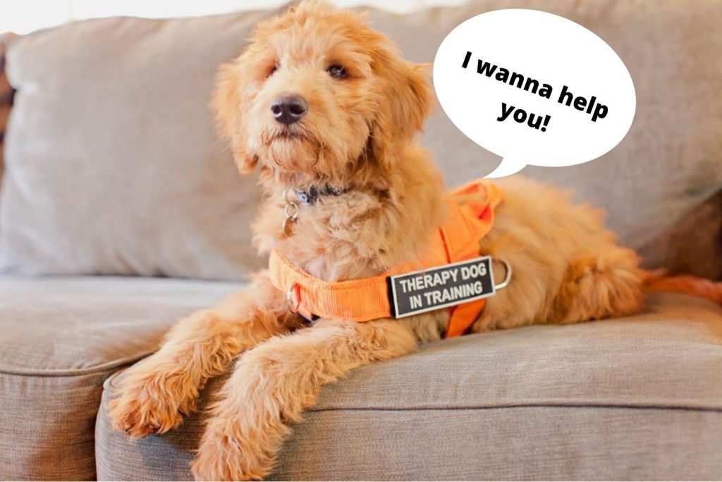 Goldendoodles cuidándote a TI