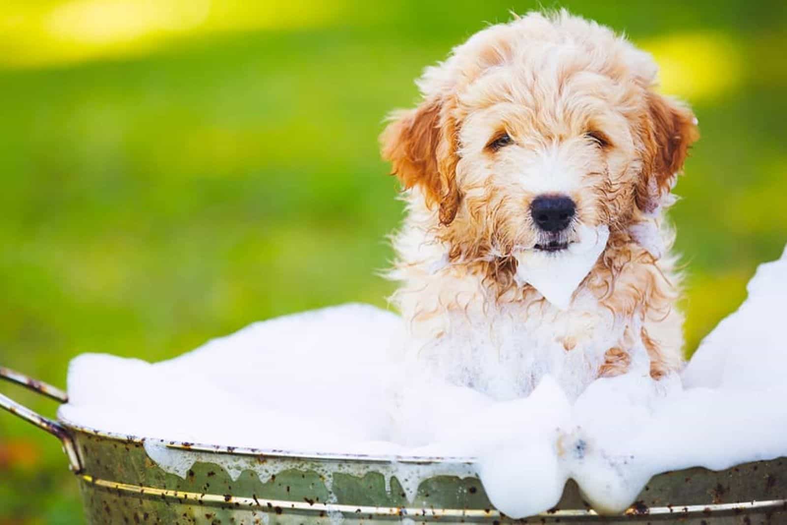 Goldendoodles en un cubo lleno de espuma