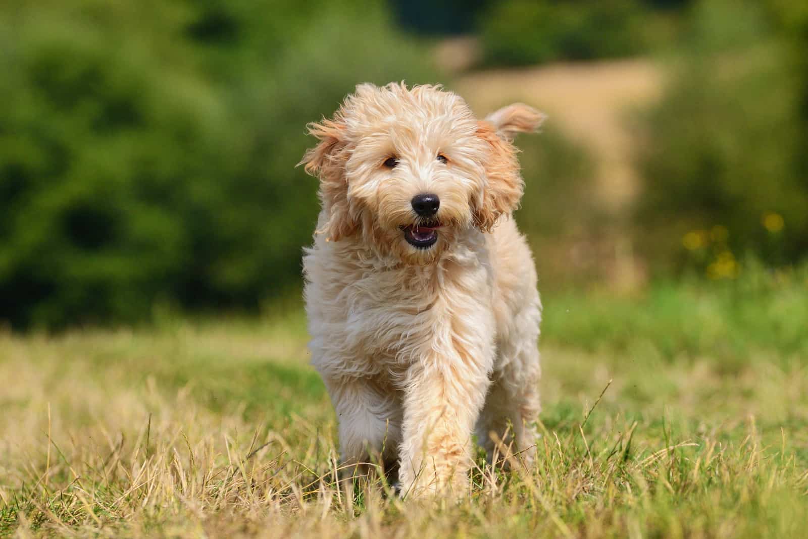 Goldendoodles corriendo por el jardín