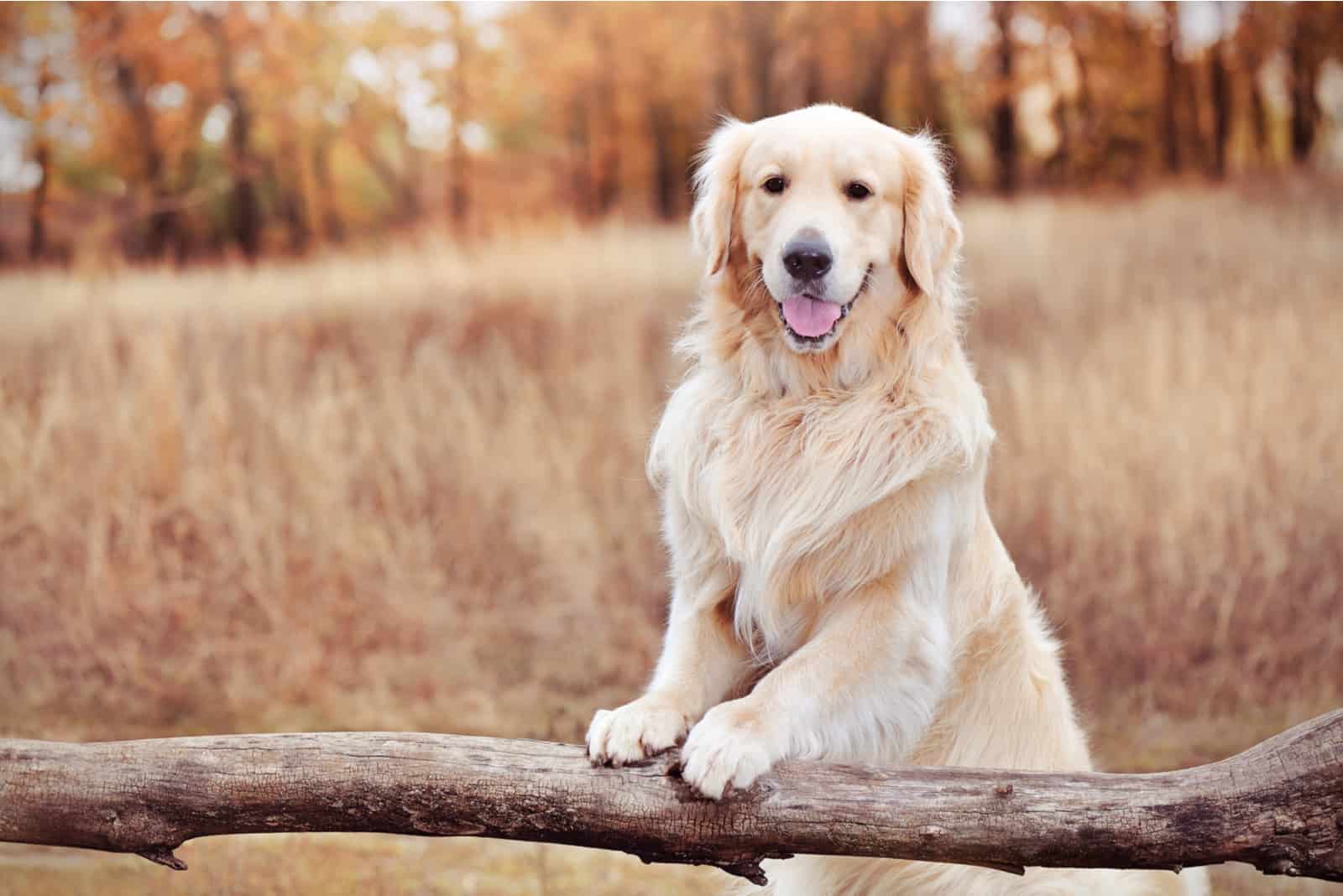 Golden retriever apoyando las patas en una cerca de madera