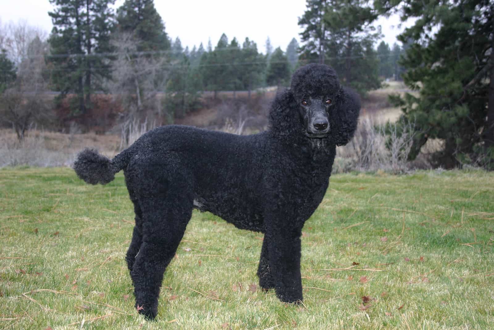 Hermoso joven Caniche Estándar negro