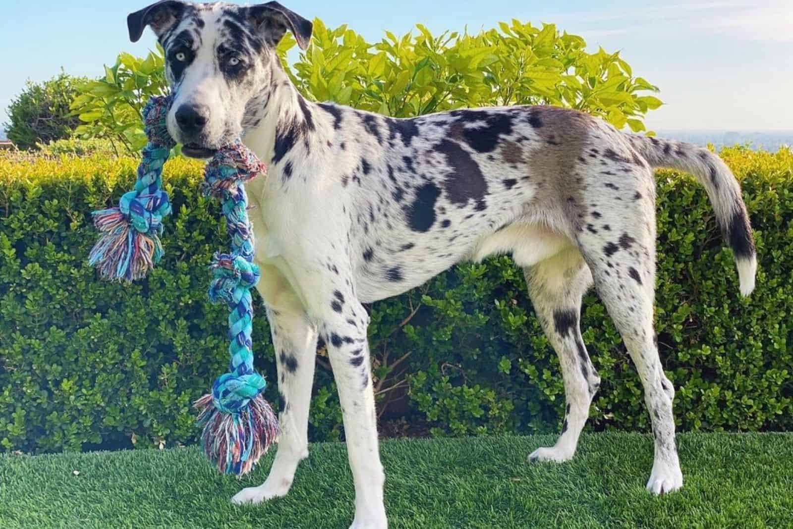 mezcla de gran danés y husky