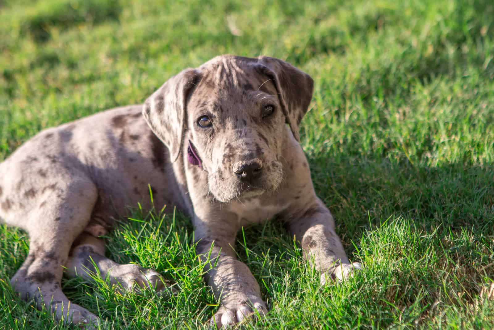 Cachorro de Gran Danés sobre hierba verde