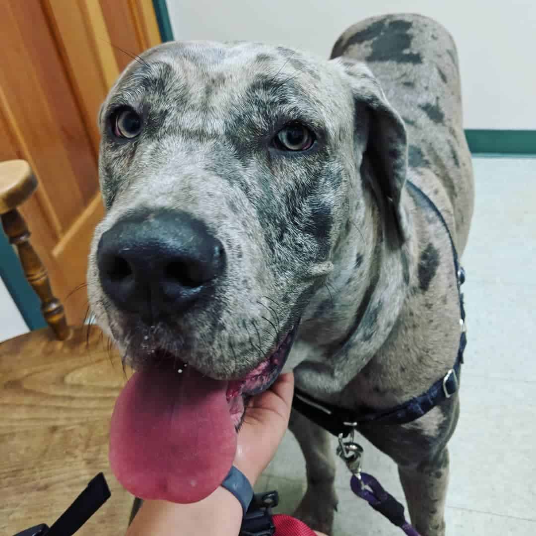 Perro mezcla de Gran Danés y Cane Corso