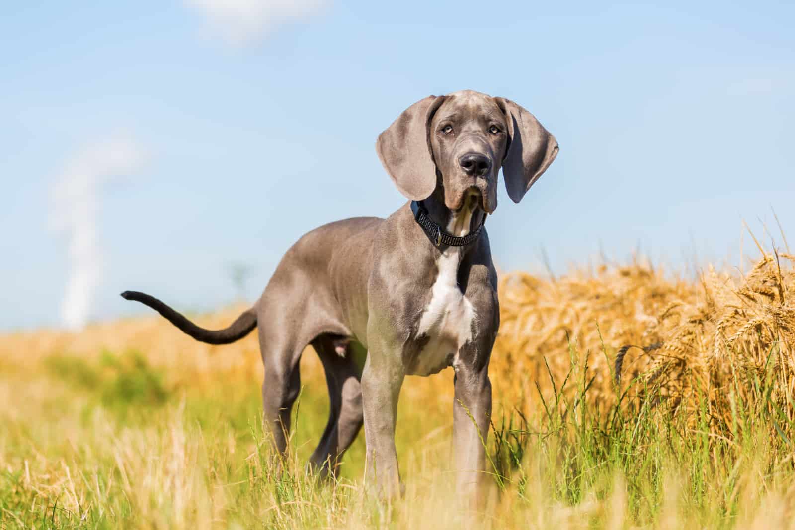 Cachorro de Gran Danés que está de pie en un camino rural