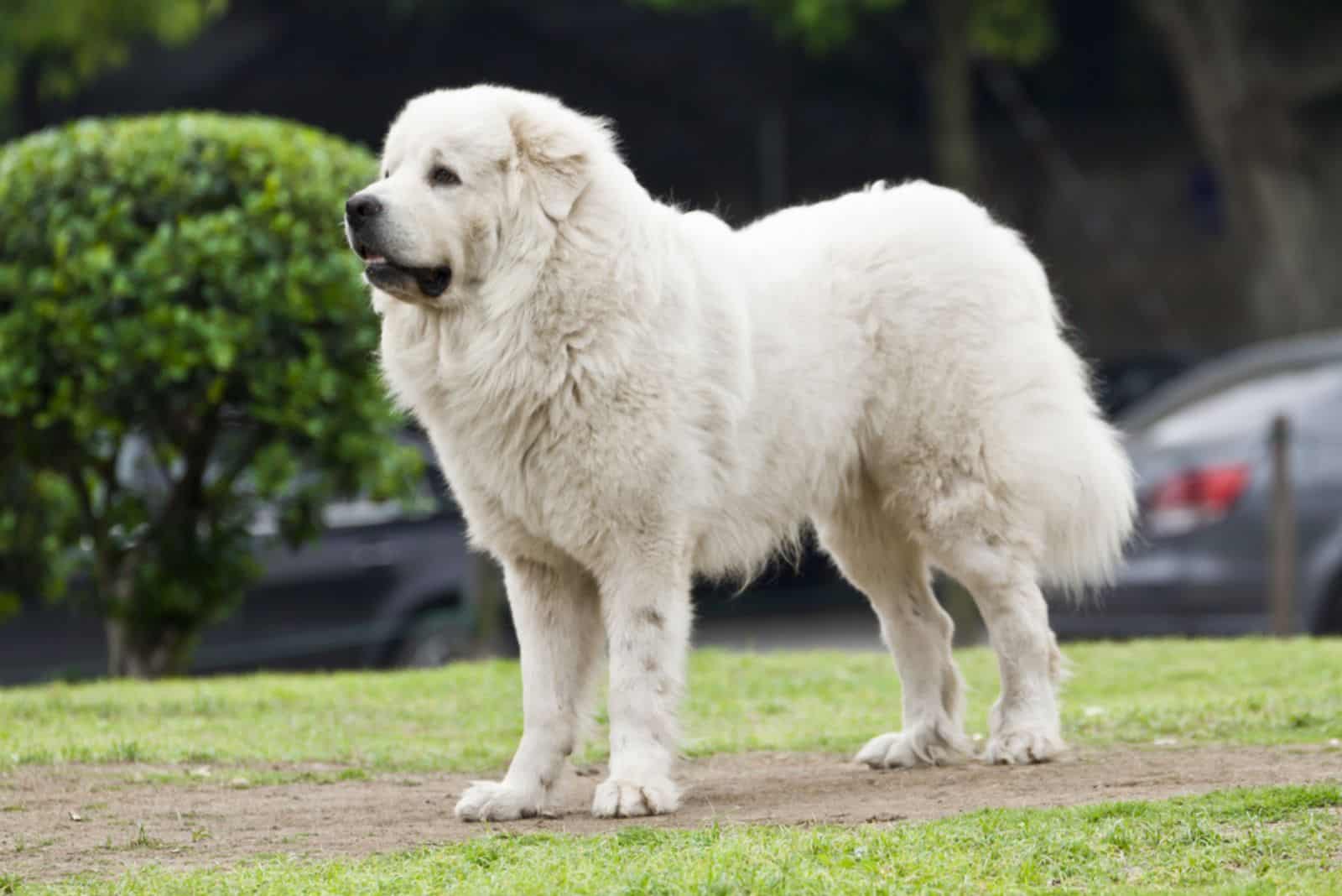 Perro Gran Pirineo en el parque mirando alrededor