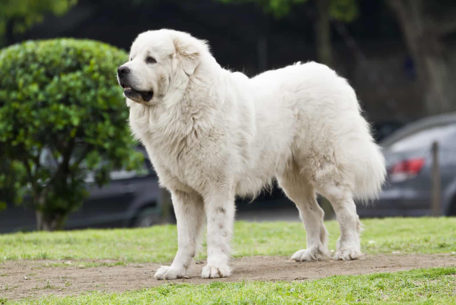 Perro Gran Pirineo