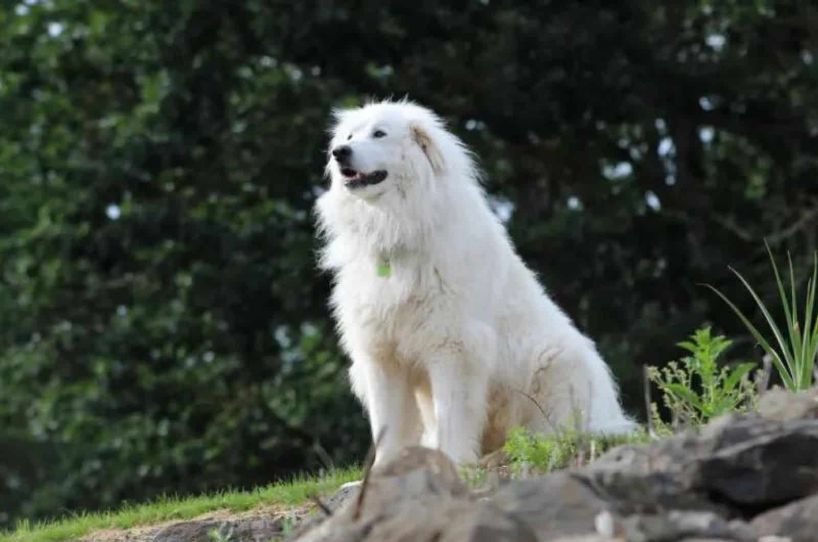 Gran Pirineo sentado afuera