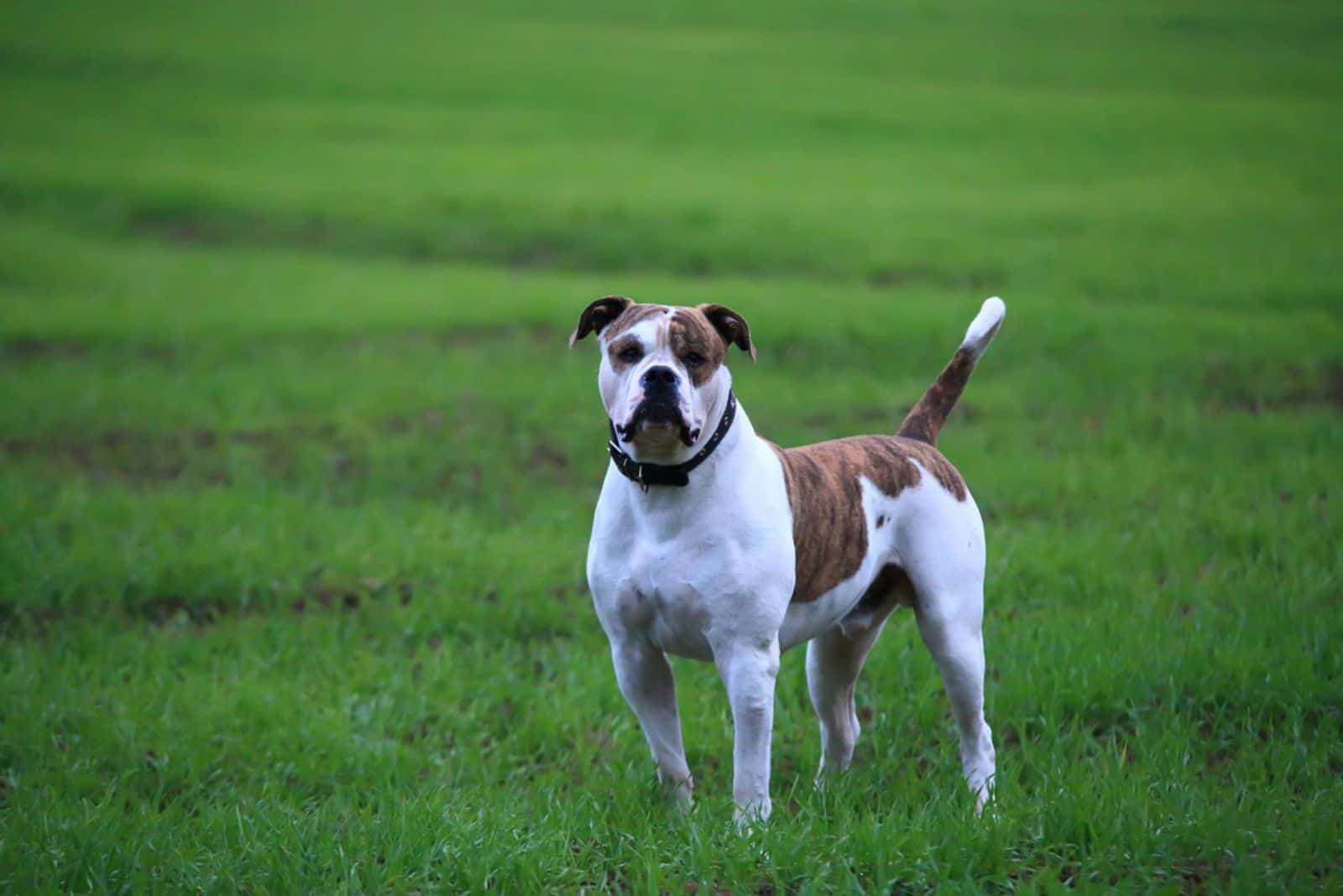 Bulldog americano adulto en la hierba verde