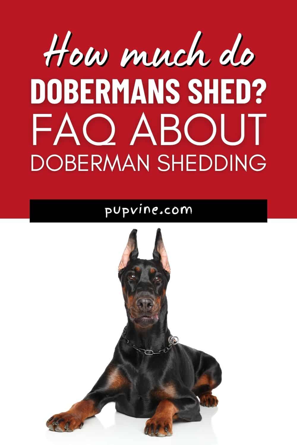¿Cuánto Sueltan de Pelo los Dobermans? FAQ Acerca de la Caída de Pelo del Doberman