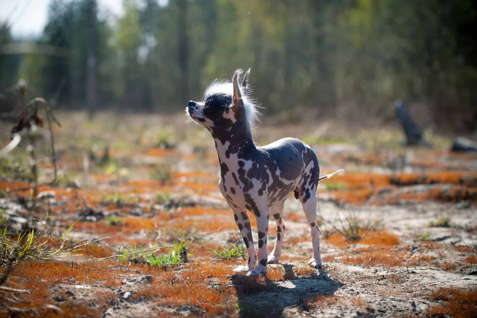 Chihuahua Sin Pelo