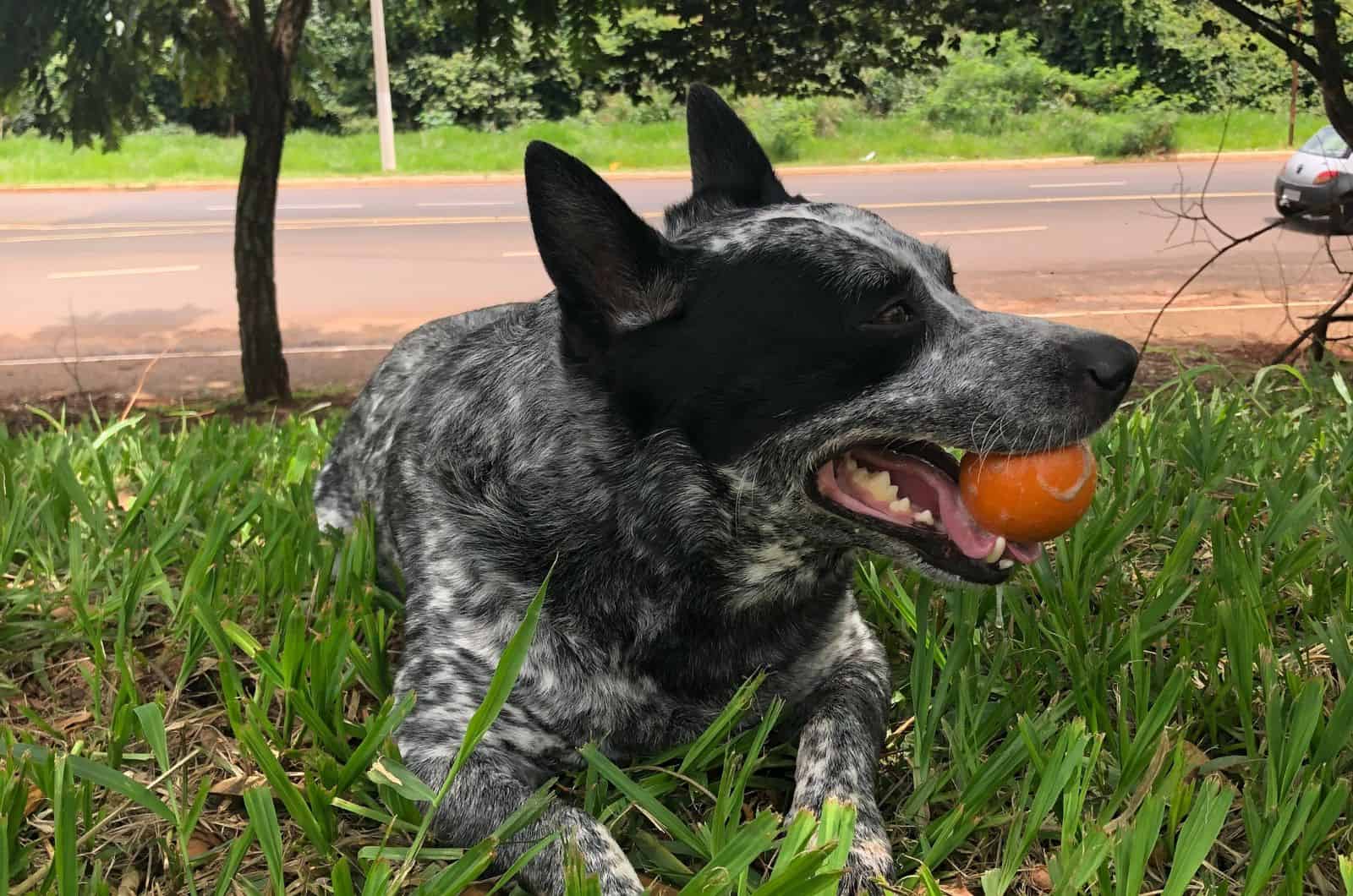 Hanging Tree Dog jugando afuera