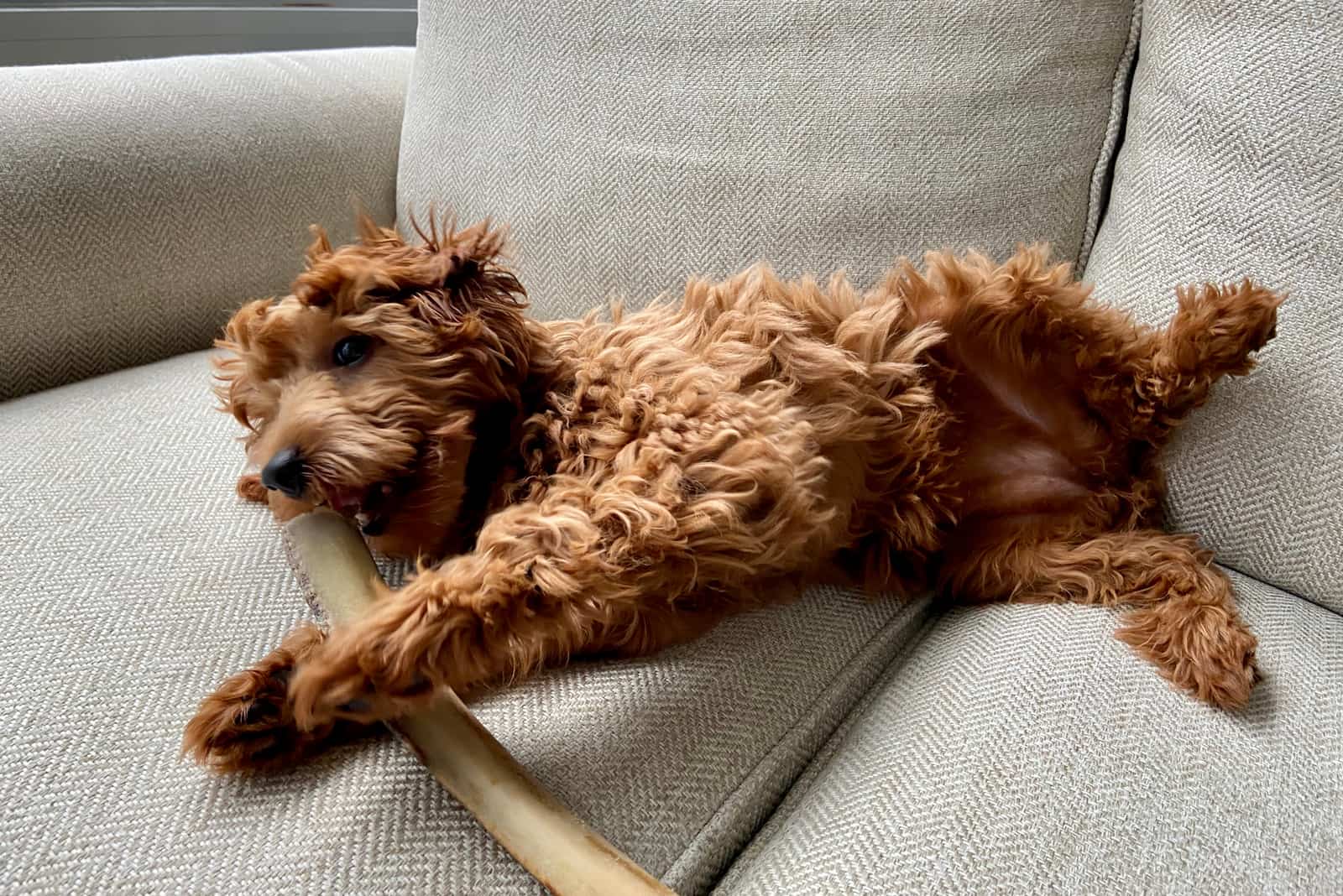 Goldendoodle feliz descansa en el sofá y mastica un hueso