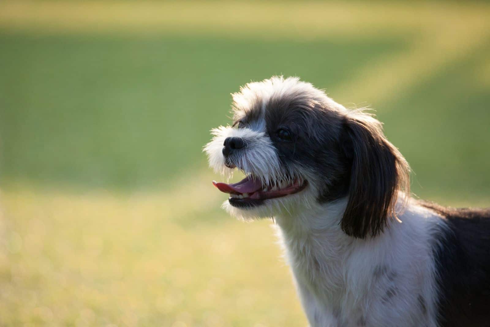 Cachorro feliz jugando en el patio de juegos