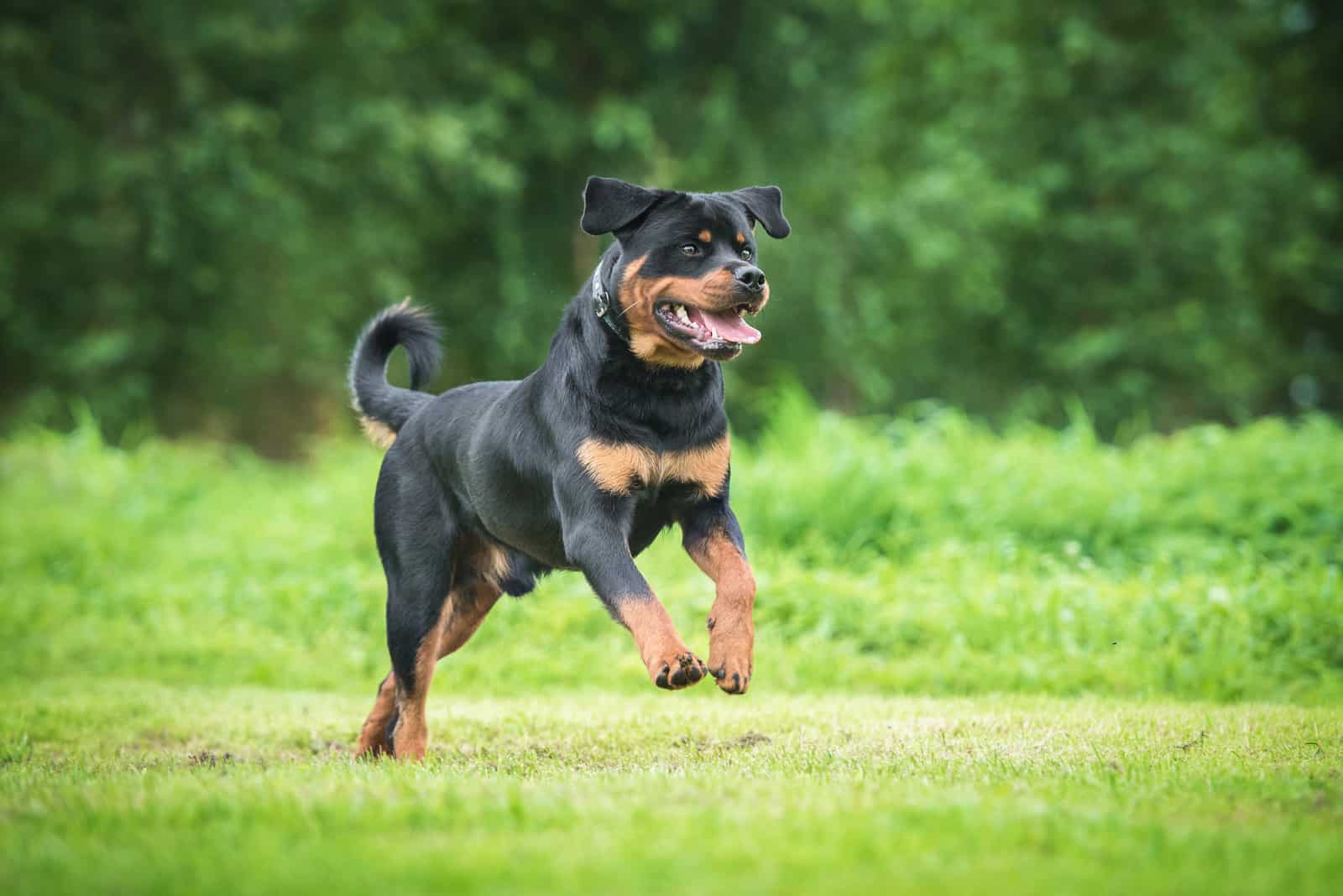 Perro Rottweiler feliz corriendo en el patio