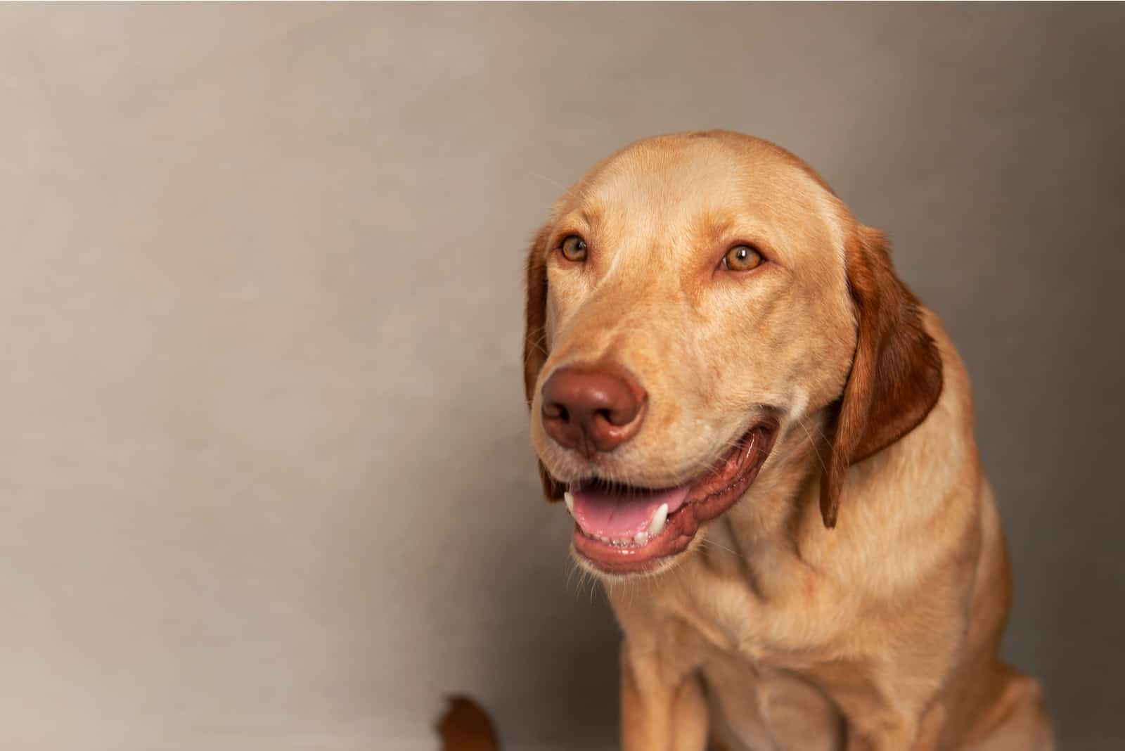 Feliz Labrador Dudley amarillo