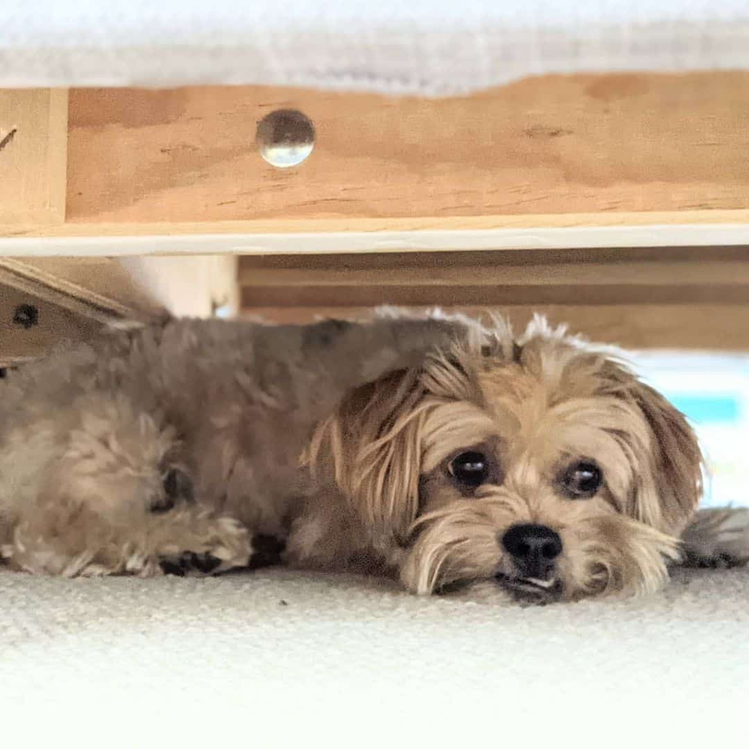 Hava-Apso está tumbado bajo la cama