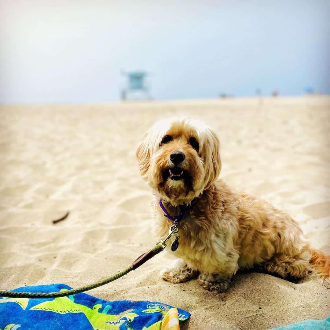 Hava-Apso se sienta en la arena en la playa
