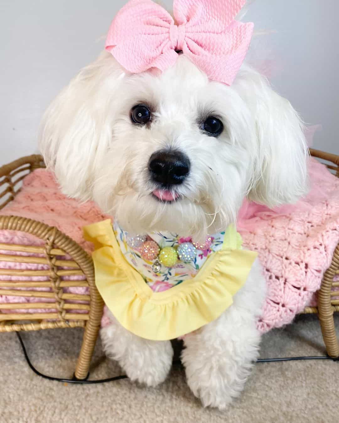 Perro Havachon