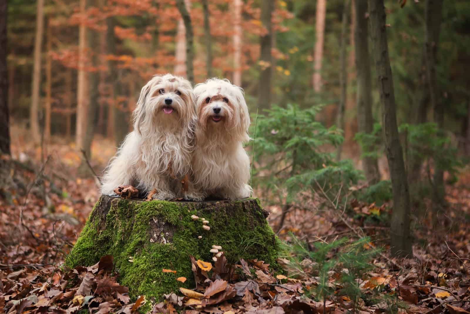 Perros Havanese en el bosque