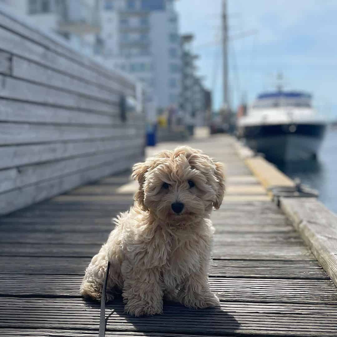 Havapoo se sienta en el muelle
