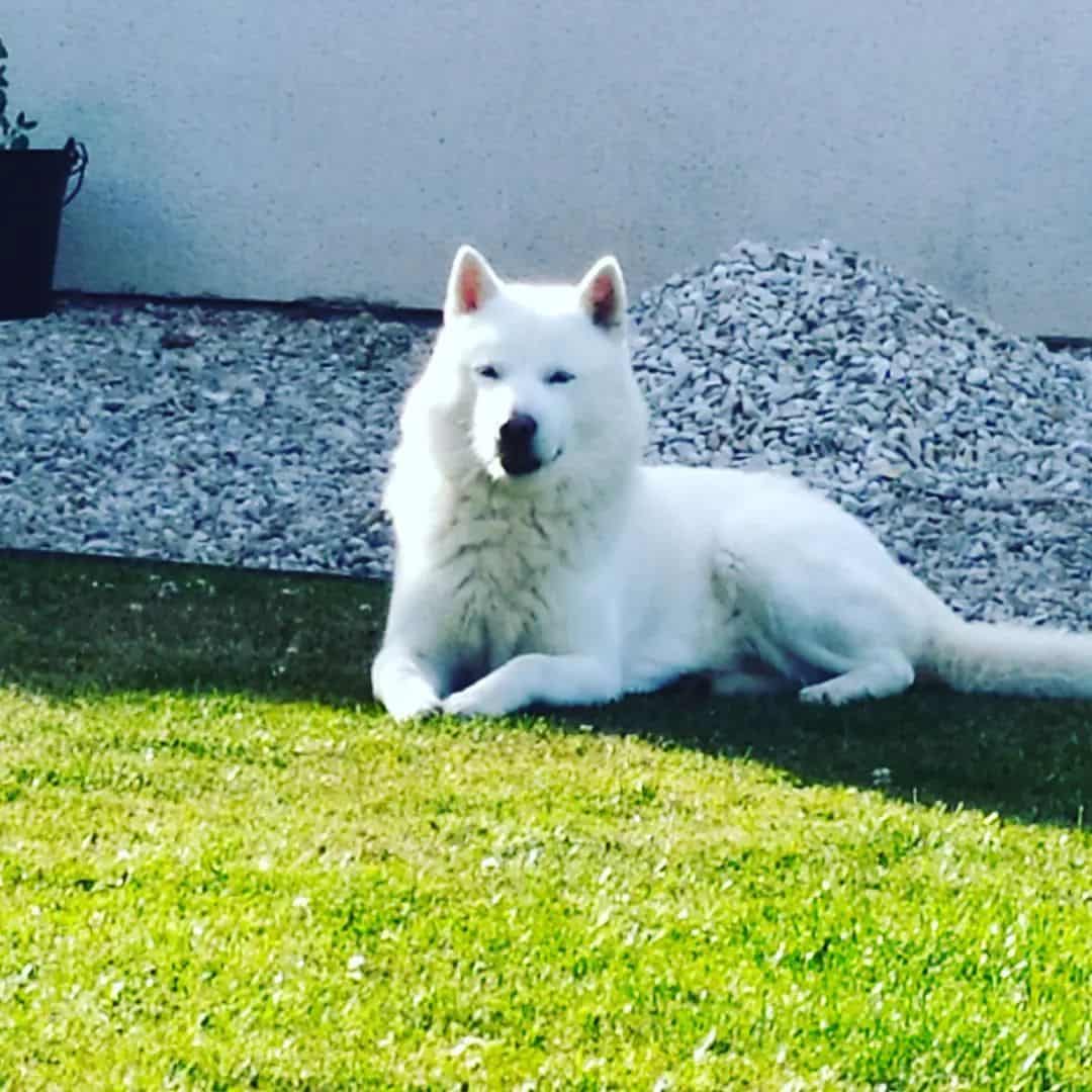 Perro Hokkaido acostado en el césped