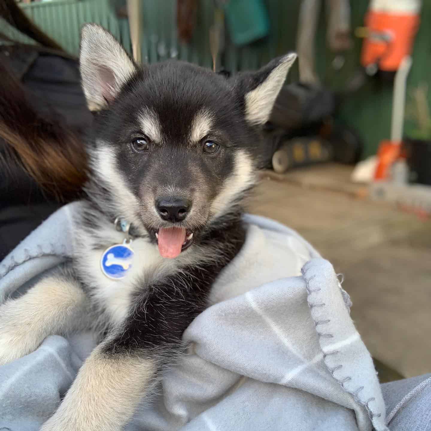 Cachorro de Horgski
