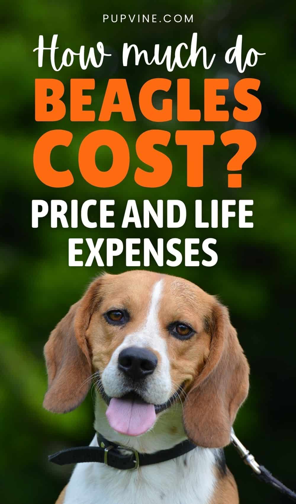 ¿Cuánto cuestan los Beagles Precio y gastos de vida