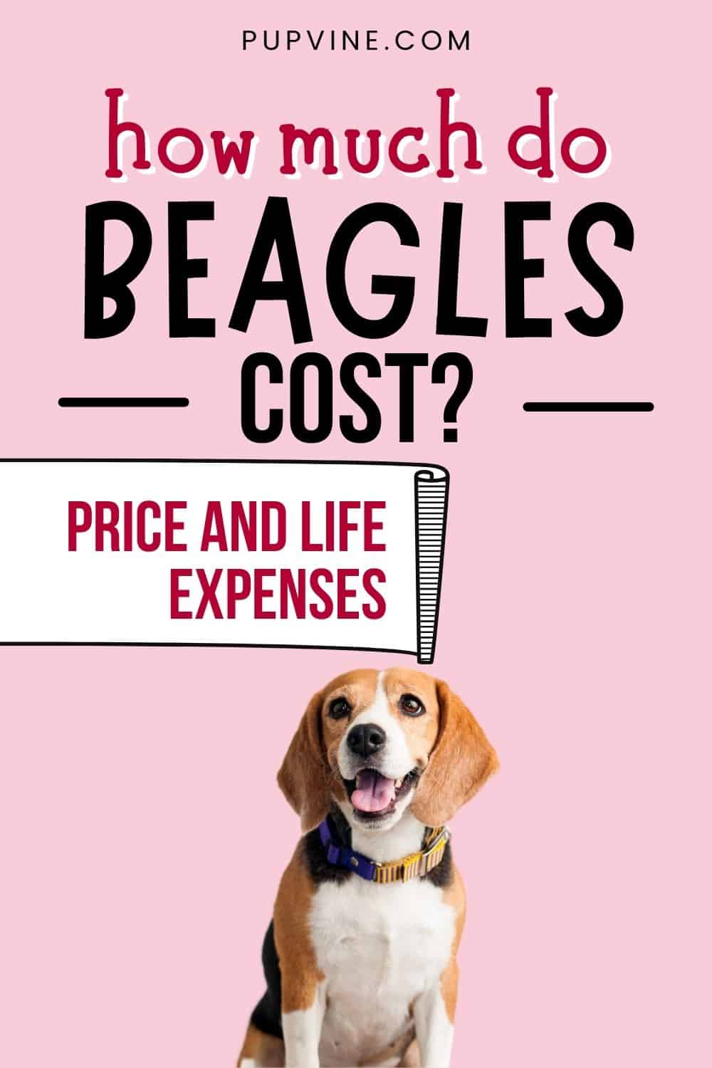 ¿Cuánto cuestan los Beagles? Precio y gastos de vida