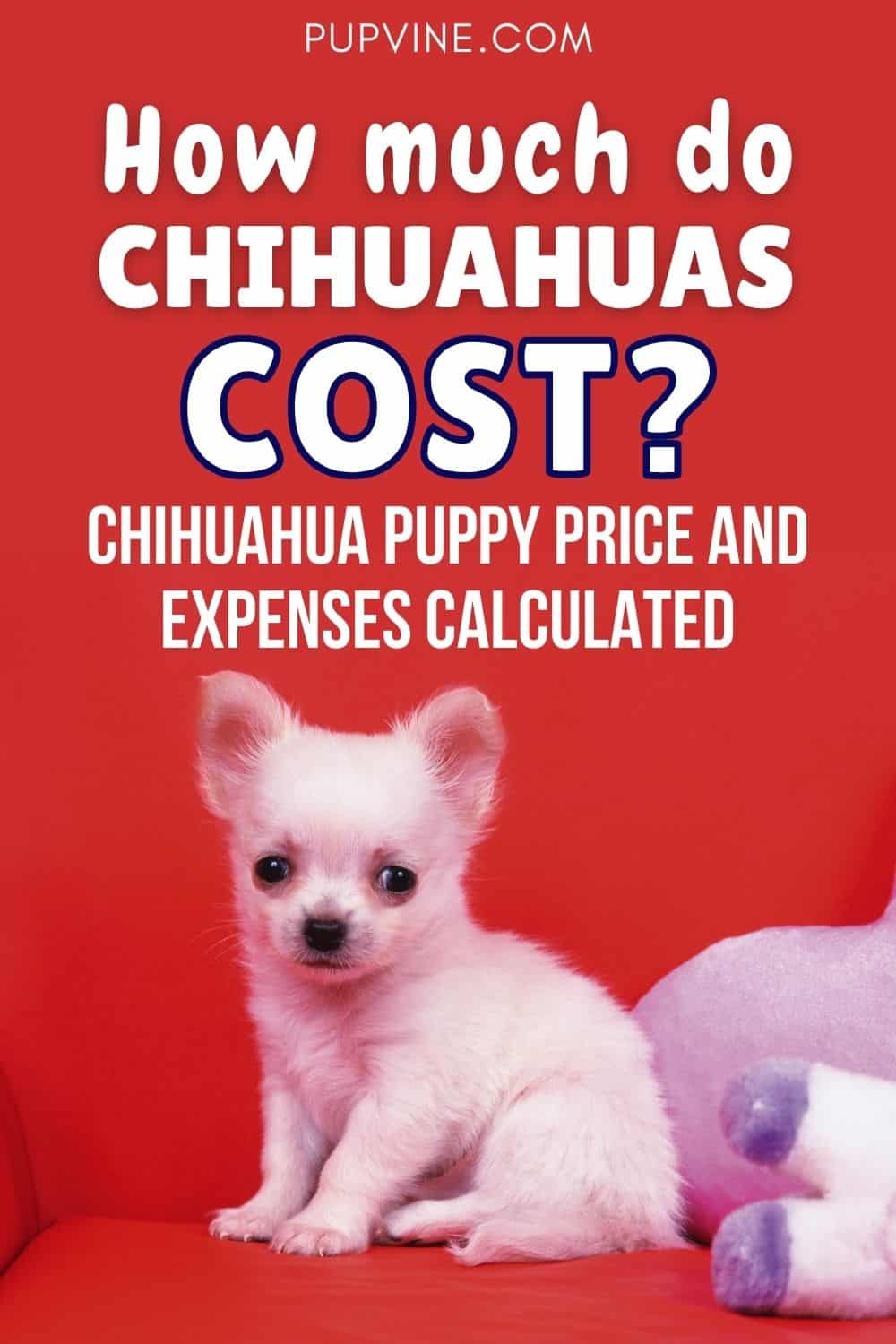 El Precio de los Cachorros Chihuahua y los Gastos Calculados