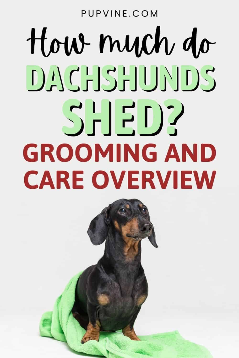 ¿Cuánto mudan los Dachshunds? Descripción general de acicalamiento y cuidado