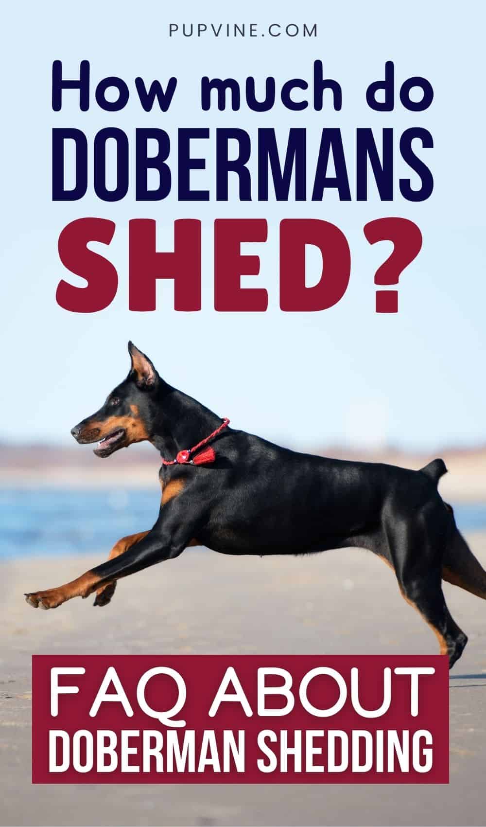 ¿Cuánto Sueltan de Pelo los Dobermans? FAQ Acerca de la Caída de Pelo del Doberman
