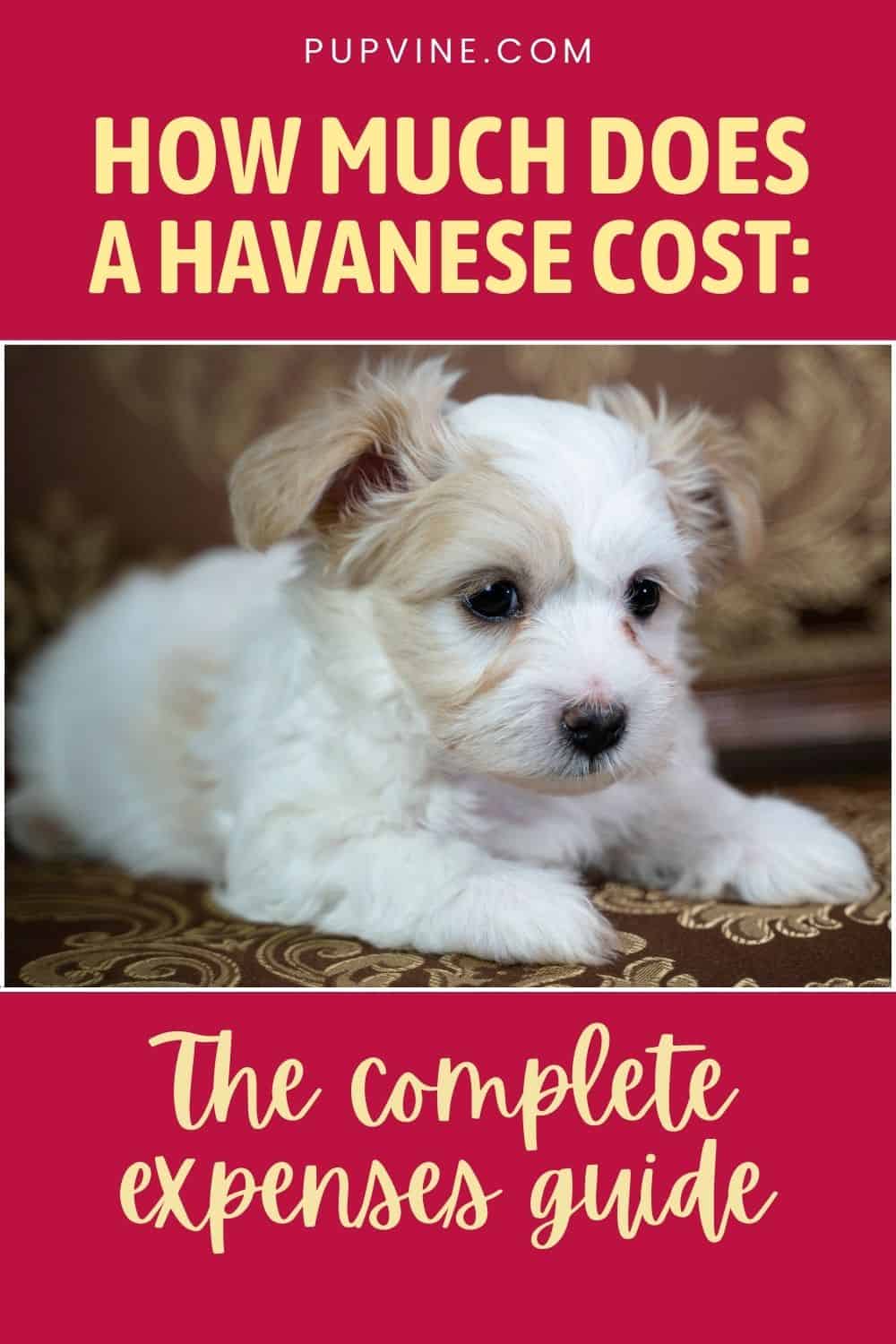 Cuánto cuesta un Havanese Guía completa de gastos