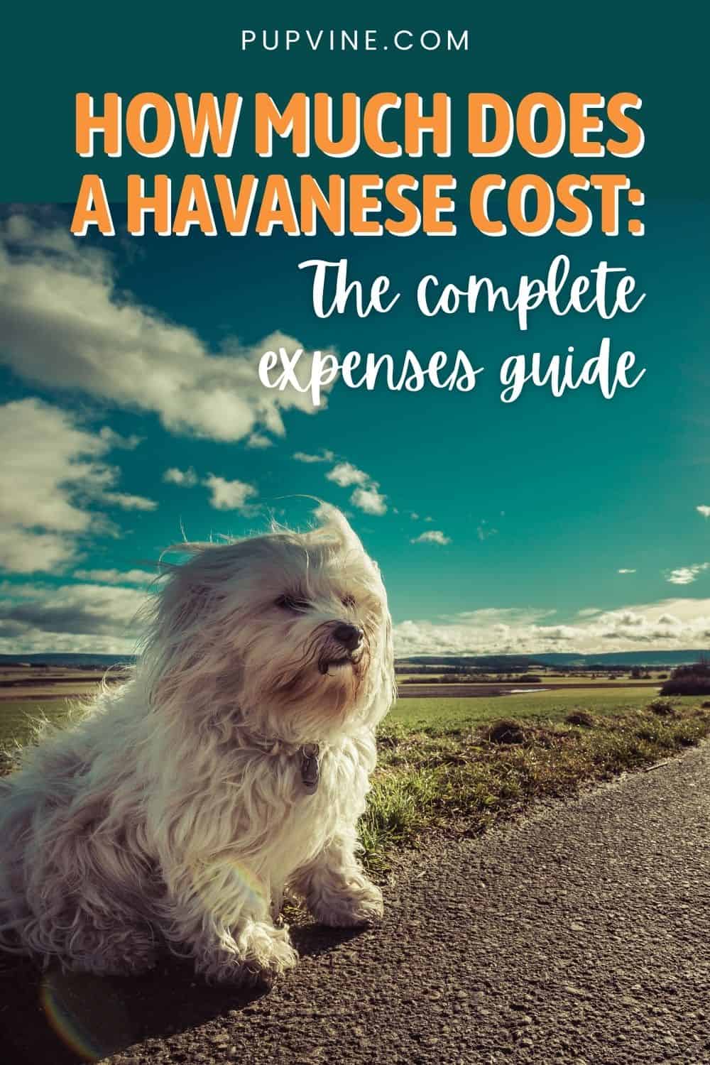 Cuánto cuesta un Havanese Guía completa de gastos