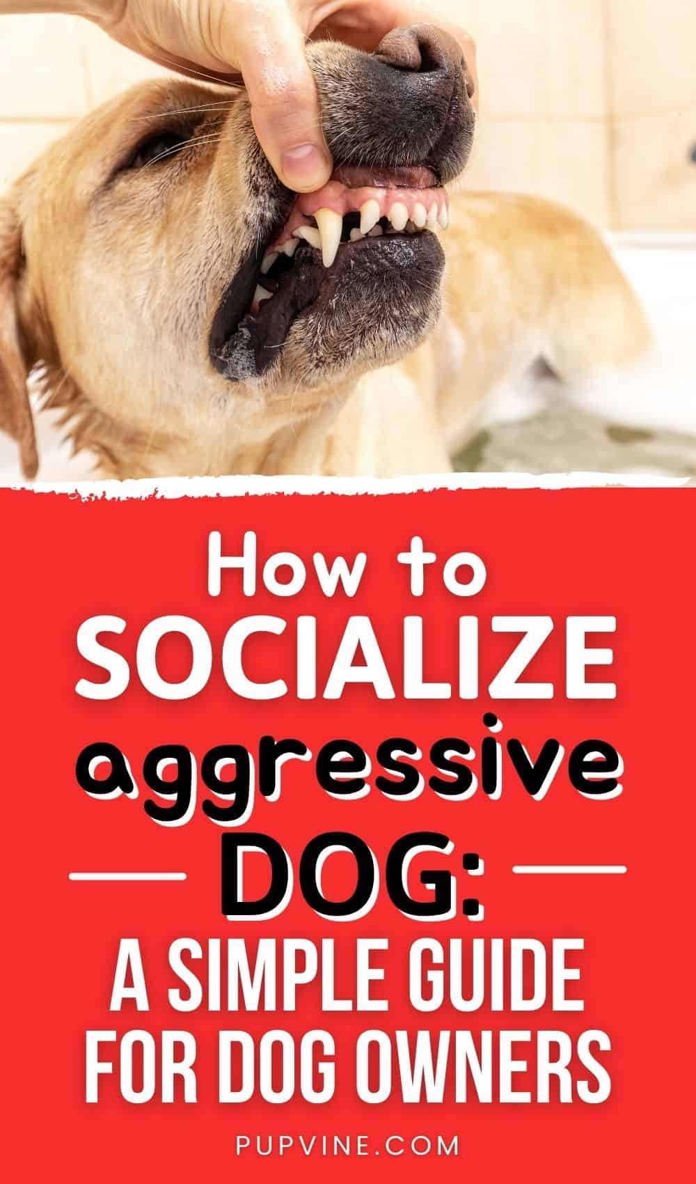 Cómo socializar a un perro agresivo: Una guía simple para dueños de perros