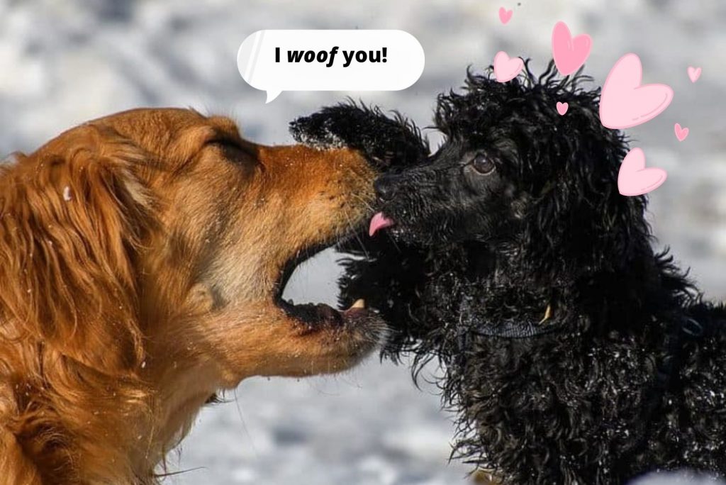 Cómo el Golden Retriever y el Poodle se enamoraron