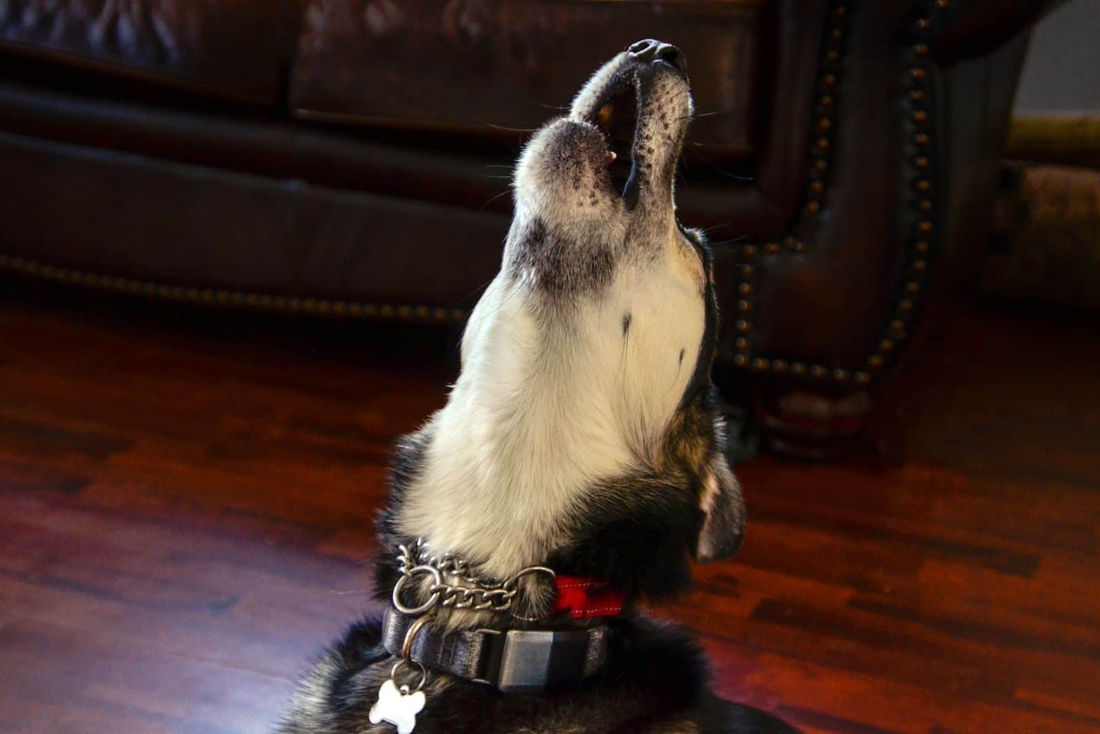 husky negro aullando dentro de la casa