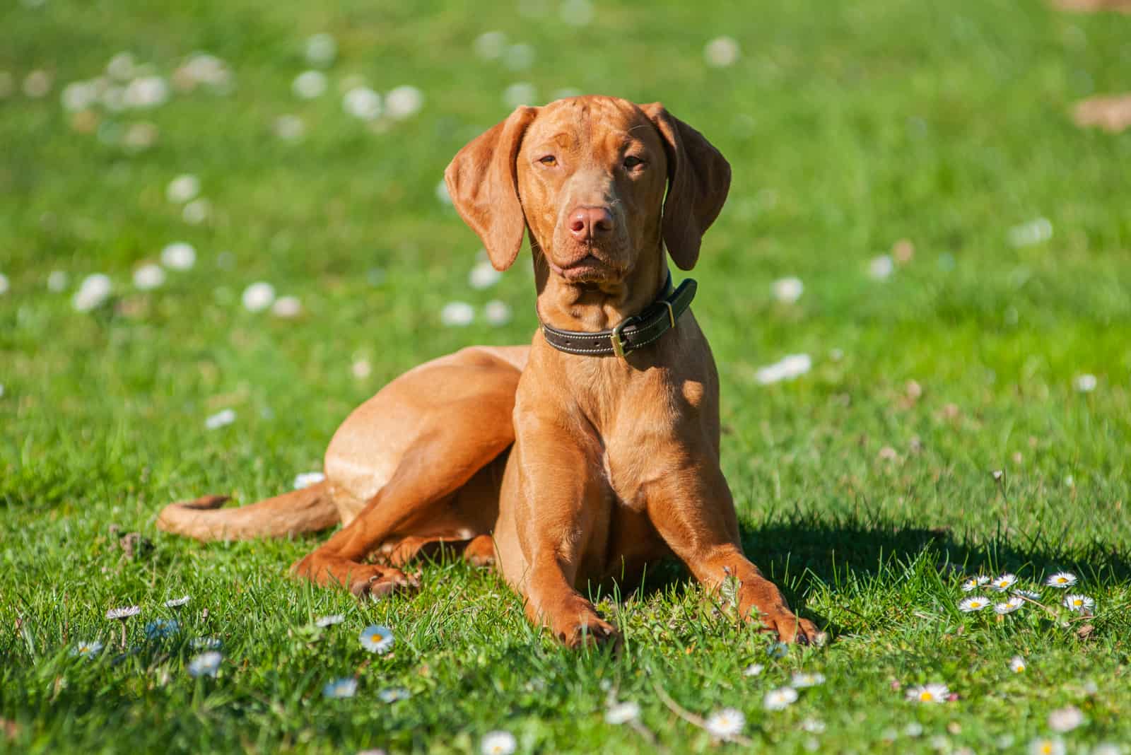 Perro Vizsla Húngaro descansando en la hierba