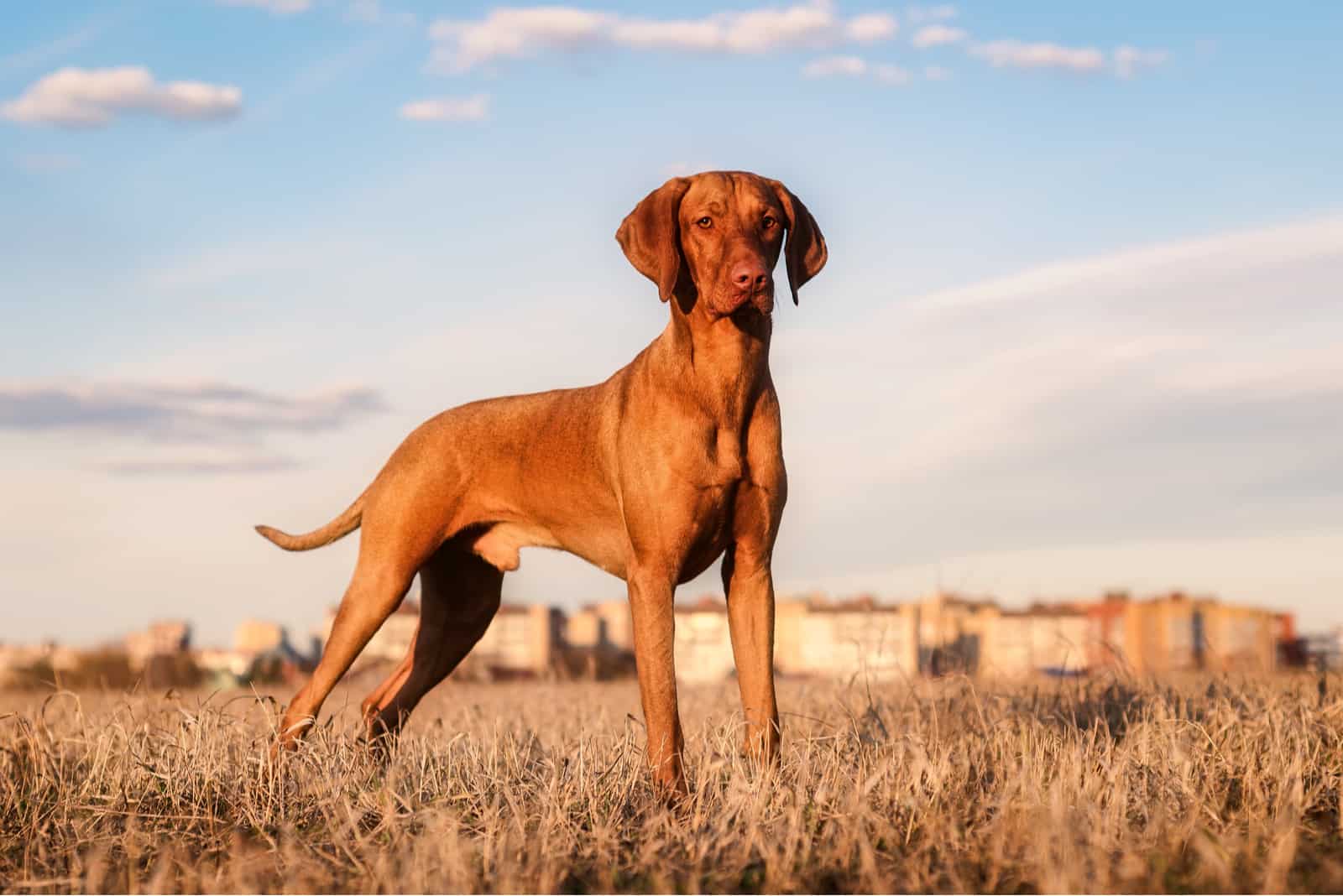 Perro rojo húngaro al atardecer en un campo