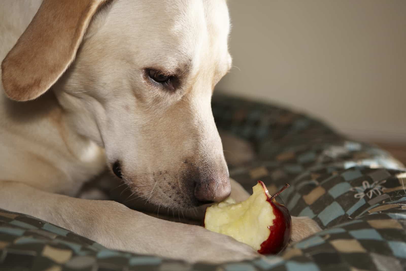 Labrador hambriento come una manzana